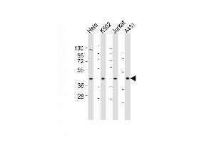 All lanes : Anti-RBMX Antibody (Center) at 1:1000-1:2000 dilution Lane 1: Hela whole cell lysates Lane 2: K562 whole cell lysates Lane 3: Jurkat whole cell lysates Lane 4: A431 whole cell lysates Lysates/proteins at 20 μg per lane. (RBMX Antikörper  (AA 262-294))