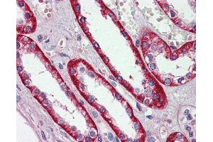 Anti-EIF3E antibody IHC of human kidney. (EIF3E Antikörper  (AA 36-85))
