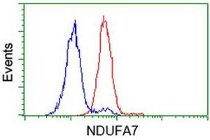 Image no. 2 for anti-NADH Dehydrogenase (Ubiquinone) 1 alpha Subcomplex, 7, 14.5kDa (NDUFA7) antibody (ABIN1499664) (NDUFA7 Antikörper)