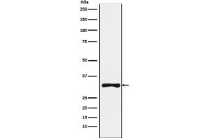 Western blot analysis of RYBP expression in SW480 cell lysate.