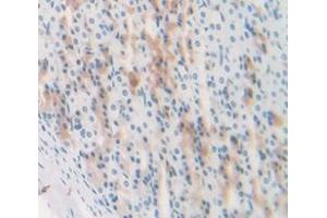 IHC-P analysis of Rat Tissue, with DAB staining. (Complement Factor B Antikörper  (AA 34-159))