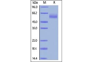 Biotinylated Human CEACAM-8, His,Avitag on  under reducing (R) condition. (CEACAM8 Protein (AA 35-319) (His tag,AVI tag,Biotin))