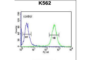 Flow cytometric analysis of K562 cells (right histogram) compared to a negative control cell (left histogram). (ATP4b Antikörper  (N-Term))