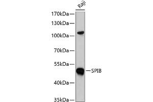 Western blot analysis of extracts of Raji cells, using SPIB antibody  at 1:1000 dilution.