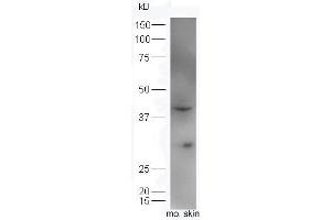 Mouse skin lysates probed with Rabbit Anti-IL34 Polyclonal Antibody, Unconjugated (ABIN2176999) at 1:300 overnight at 4 °C. (IL-34 Antikörper  (AA 21-100))