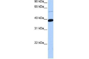 ZNF562 antibody used at 0. (ZNF562 Antikörper  (Middle Region))