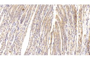 Detection of PTPRB in Mouse Stomach Tissue using Polyclonal Antibody to Protein Tyrosine Phosphatase Receptor Type B (PTPRB) (PTPRB Antikörper  (AA 1214-1463))