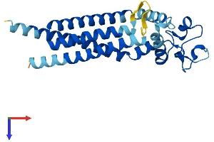 Tetraspanin 9 Protein (TSPAN9) (AA 1-239) (His tag)