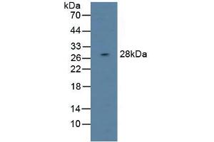 Figure. (DAPP1 Antikörper  (AA 1-280))