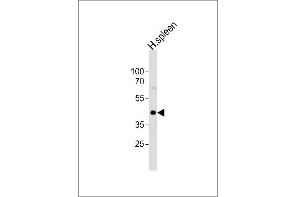 CHST12 Antikörper  (N-Term)