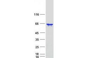 Validation with Western Blot (HNRPLL Protein (Transcript Variant 1) (Myc-DYKDDDDK Tag))