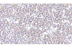 Detection of MFAP5 in Mouse Kidney Tissue using Polyclonal Antibody to Microfibrillar Associated Protein 5 (MFAP5) (MFAP5 Antikörper  (AA 25-152))