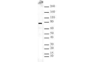 ASH2L pAb tested by Western blot.