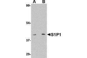 Western Blotting (WB) image for anti-Sphingosine-1-Phosphate Receptor 1 (S1PR1) (C-Term) antibody (ABIN1030634) (S1PR1 Antikörper  (C-Term))