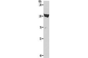 Gel: 8 % SDS-PAGE, Lysate: 40 μg, Lane: 293T cells, Primary antibody: ABIN7189653(ADAMTS15 Antibody) at dilution 1/600, Secondary antibody: Goat anti rabbit IgG at 1/8000 dilution, Exposure time: 30 minutes (ADAMTS15 Antikörper)