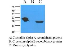 Mouse eye extracts and recombinant proteins (Crystallin-alpha A and B) were resolved by electrophoresis, transferred to PVDF membrane and probed with anti-Crystallin alpha A (1:1000).