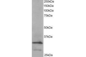 ABIN2561221 staining (0. (ARPC2 Antikörper  (C-Term))