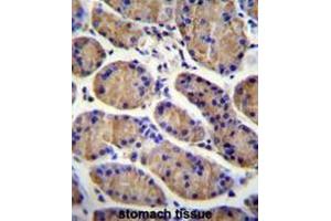 MESDC2 Antibody (C-term) immunohistochemistry analysis in formalin fixed and paraffin embedded human stomach tissue followed by peroxidase conjugation of the secondary antibody and DAB staining. (MESDC2 Antikörper  (C-Term))