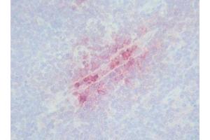 Image no. 3 for anti-Defensin (DEF) antibody (ABIN481654) (Defensin Antikörper)