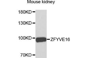 Western blot analysis of extracts of mouse kidney, using ZFYVE16 antibody. (ZFYVE16 Antikörper)