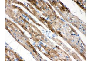 Anti- FXYZ1 Picoband antibody, IHC(P) IHC(P): Rat Cardiac Muscle Tissue (FXYD1 Antikörper  (AA 21-92))