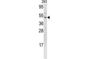 Western blot analysis of FLI1 antibody (N-term) in 293 cell line lysates (35 µg/lane). (FLI1 Antikörper  (N-Term))