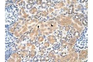 Tetraspanin 5 antibody was used for immunohistochemistry at a concentration of 4-8 ug/ml to stain Epithelial cells of renal tubule (arrows) in Human Kidney. (Tetraspanin 5 Antikörper  (Middle Region))