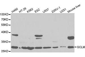 Western Blotting (WB) image for anti-Glutamate-Cysteine Ligase, Modifier Subunit (GCLM) antibody (ABIN1876502)