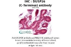 Image no. 1 for anti-Dual Specificity Phosphatase 26 (DUSP26) (C-Term) antibody (ABIN1733811)