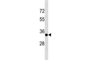 CCND3 antibody western blot analysis in mouse NIH3T3 lysate (Cyclin D3 Antikörper  (AA 252-281))