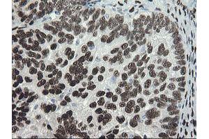 Image no. 11 for anti-Transducin-Like Enhancer of Split 1 (E(sp1) Homolog, Drosophila) (TLE1) (AA 180-460) antibody (ABIN1491049)