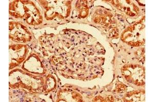 Immunohistochemistry of paraffin-embedded human kidney tissue using ABIN7163119 at dilution of 1:100 (PCTP Antikörper  (AA 1-214))