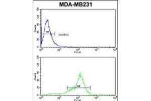 BCL2A1 Antibody (Center) (ABIN650621 and ABIN2846125) flow cytometric analysis of MDA-M cells (bottom histogram) compared to a negative control (top histogram).