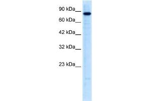 Western Blotting (WB) image for anti-Ubiquitin-Like with PHD and Ring Finger Domains 2, E3 Ubiquitin Protein Ligase (UHRF2) (N-Term) antibody (ABIN2776012)