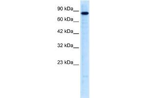 WB Suggested Anti-UHRF2 Antibody Titration:  0. (UHRF2 Antikörper  (N-Term))