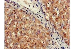 Immunohistochemistry of paraffin-embedded human liver tissue using ABIN7169566 at dilution of 1:100 (SIGLEC7 Antikörper  (AA 377-467))