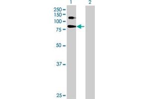 Western Blot analysis of SELP expression in transfected 293T cell line by SELP MaxPab polyclonal antibody.