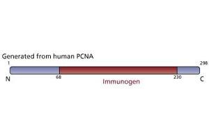 Image no. 3 for anti-Proliferating Cell Nuclear Antigen (PCNA) (AA 68-230) antibody (ABIN968097) (PCNA Antikörper  (AA 68-230))