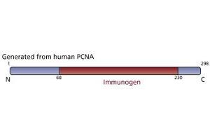 Image no. 3 for anti-Proliferating Cell Nuclear Antigen (PCNA) (AA 68-230) antibody (ABIN968097)