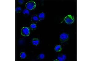 Confocal immunofluorescence analysis of HEK293 cells trasfected with extracellular ROR1 (aa30-406)-hIgGFc using ROR1 antibody (green). (ROR1 Antikörper  (AA 30-406))