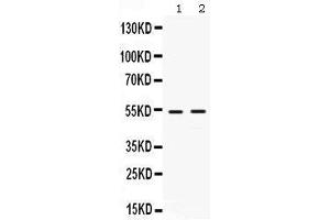 Observed bind size: 53KD (HSF4 Antikörper  (N-Term))
