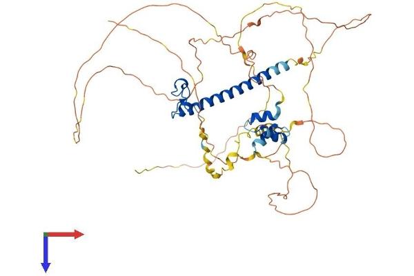 DMRTA1 Protein (AA 1-504) (His tag)