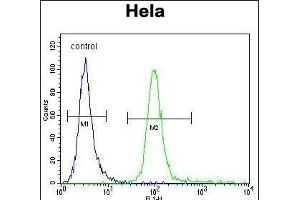 Flow Cytometry (FACS) image for anti-Milk Fat Globule-EGF Factor 8 Protein (MFGE8) (AA 316-345), (C-Term) antibody (ABIN656815)
