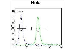 HMFG Antibody (C-term) (ABIN656815 and ABIN2846029) flow cytometric analysis of Hela cells (right histogram) compared to a negative control cell (left histogram). (MFGE8 Antikörper  (C-Term))