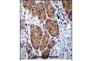 ZCRB1 Antibody (C-term) (ABIN656856 and ABIN2846061) immunohistochemistry analysis in formalin fixed and paraffin embedded human stomach tissue followed by peroxidase conjugation of the secondary antibody and DAB staining. (ZCRB1 Antikörper  (C-Term))