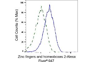 Validation of Zinc fingers and homeoboxes 2 knockdown using flow cytometry. (Rekombinanter ZHX2 Antikörper)