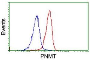 Image no. 1 for anti-Phenylethanolamine N-Methyltransferase (PNMT) antibody (ABIN1500309) (PNMT Antikörper)