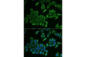 Immunofluorescence analysis of U2OS cells using COX4I1 antibody. (COX IV Antikörper  (AA 23-169))