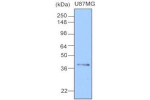 Western Blotting (WB) image for anti-Clusterin (CLU) (AA 1-333), (N-Term) antibody (ABIN317504) (Clusterin Antikörper  (N-Term))