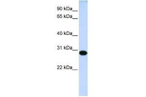 Western Blot showing DRGX antibody used at a concentration of 1-2 ug/ml to detect its target protein.